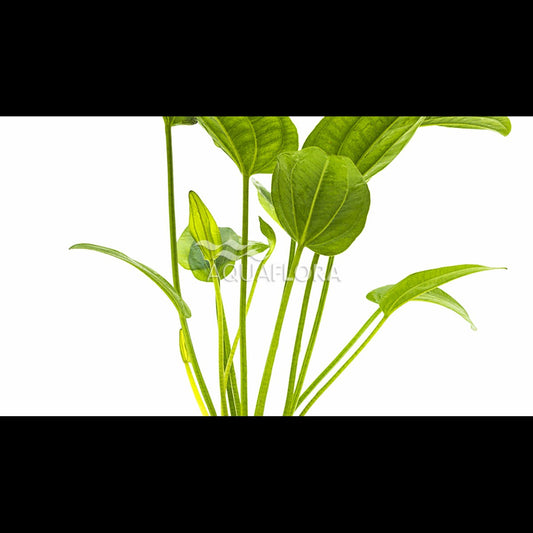 Echinodorus sp. 'Radicans' (Plante-épée)