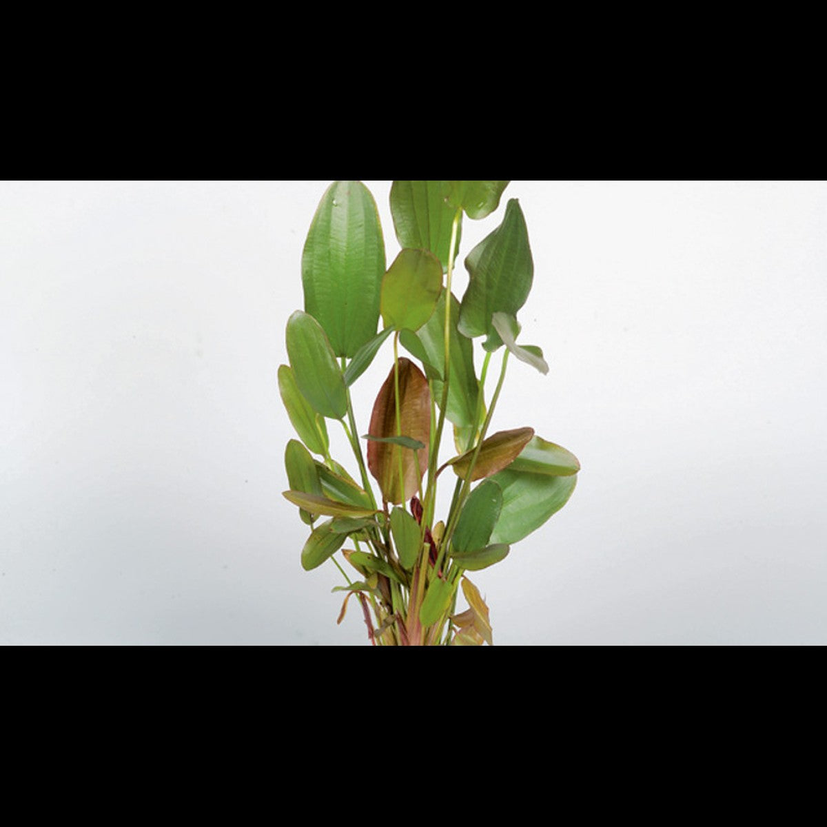 Echinodorus 'Red Chili' (Plante-épée)