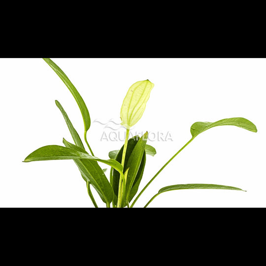 Echinodorus 'Tricolor' (Plante-épée)