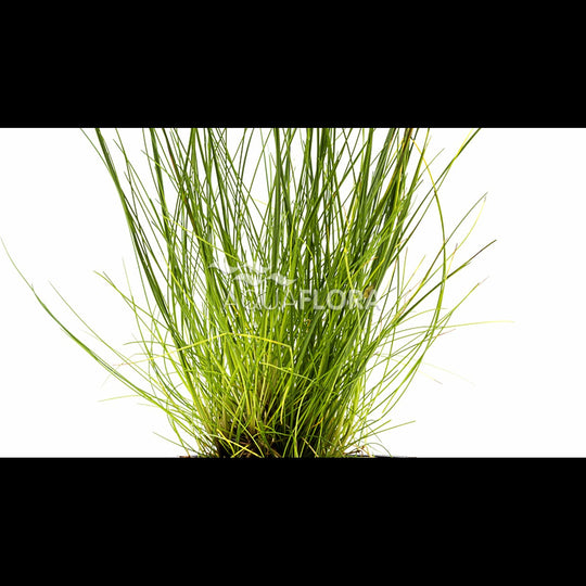 Eleocharis acicularis (Éléocharis)