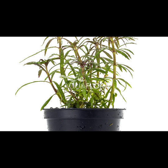 Eusteralis stellata