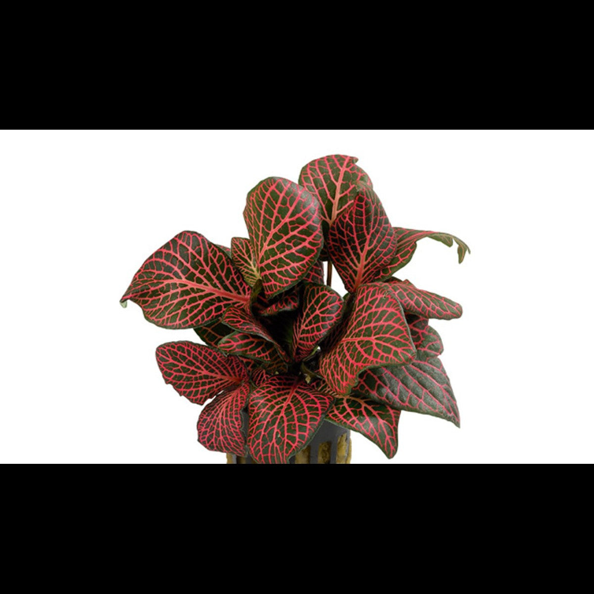 Fittonia 'Red' (Plante mosaïque)