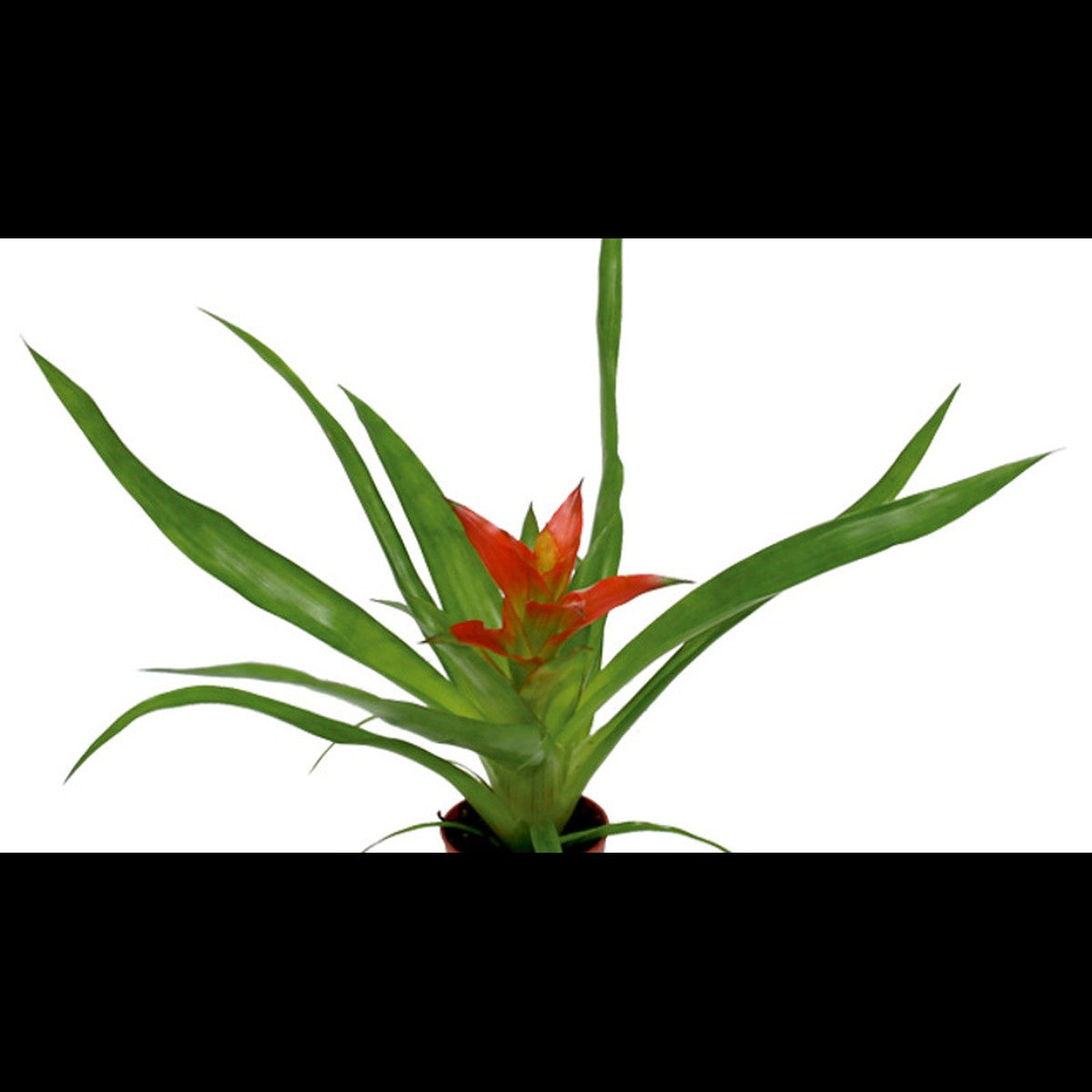 Guzmania mix