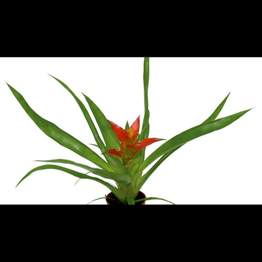 Guzmania mix