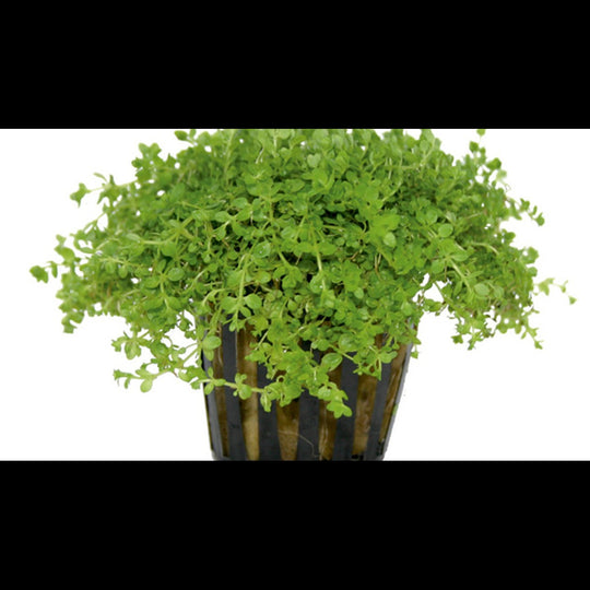 Hemianthus callitrichoides