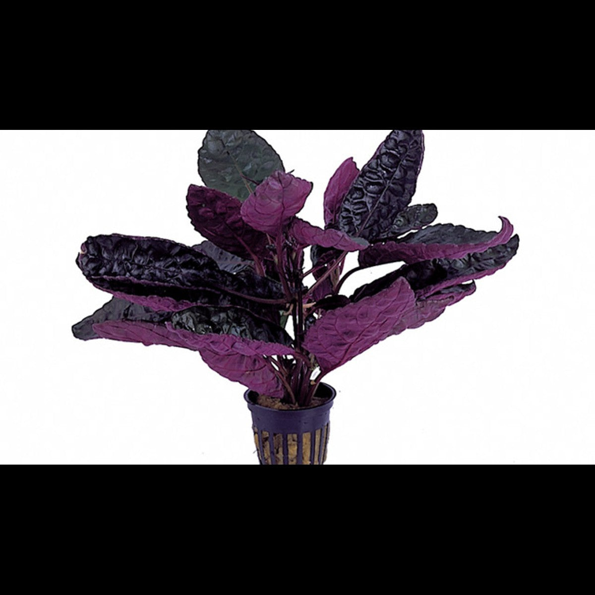 Hemigraphis colorata