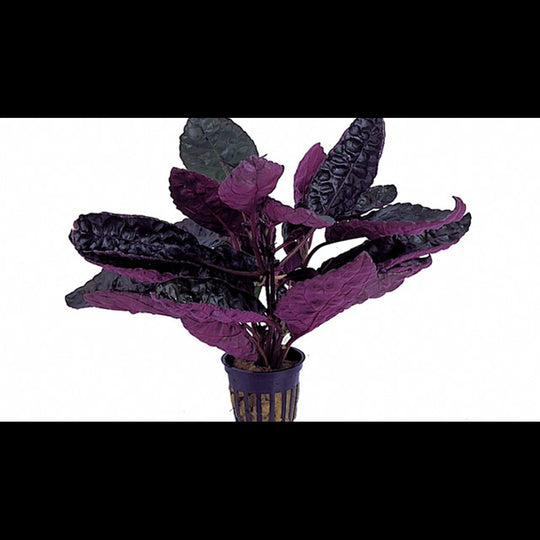 Hemigraphis colorata