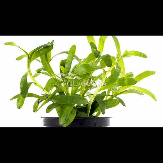 Heteranthera zosterifolia
