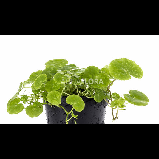Hydrocotyle leucocephala