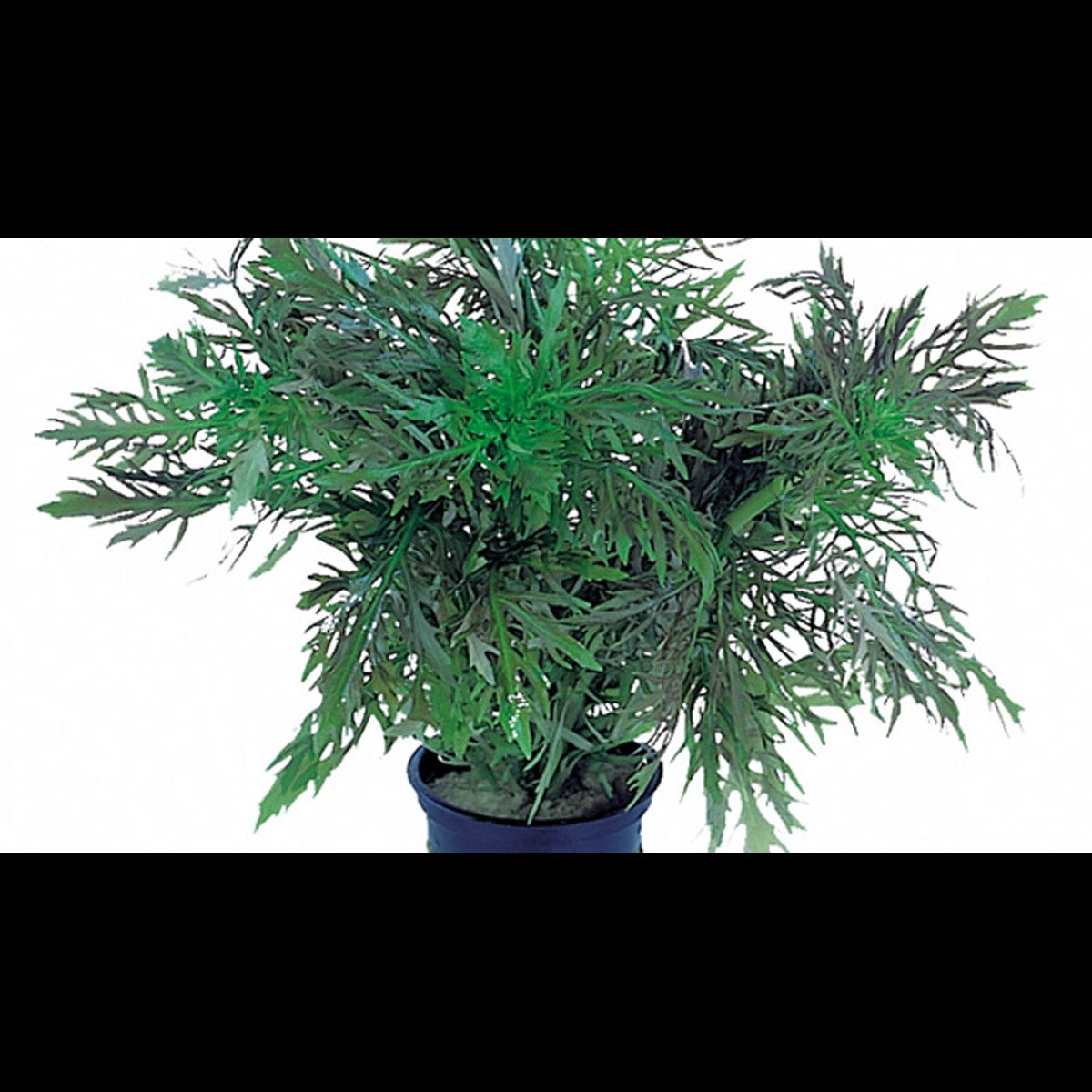 Hygrophila difformis (Hygrophile)