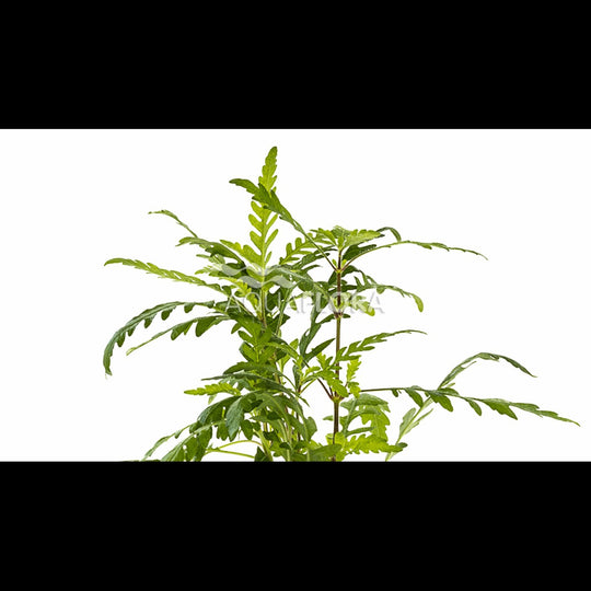 Hygrophila pinnatifida (Hygrophile)