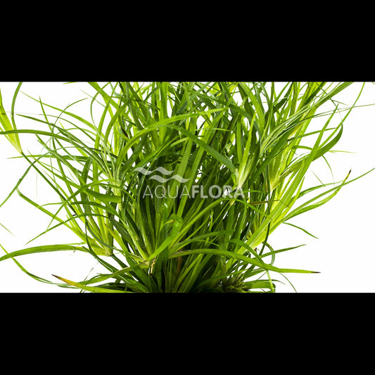 Juncus repens (Jonc rampant)