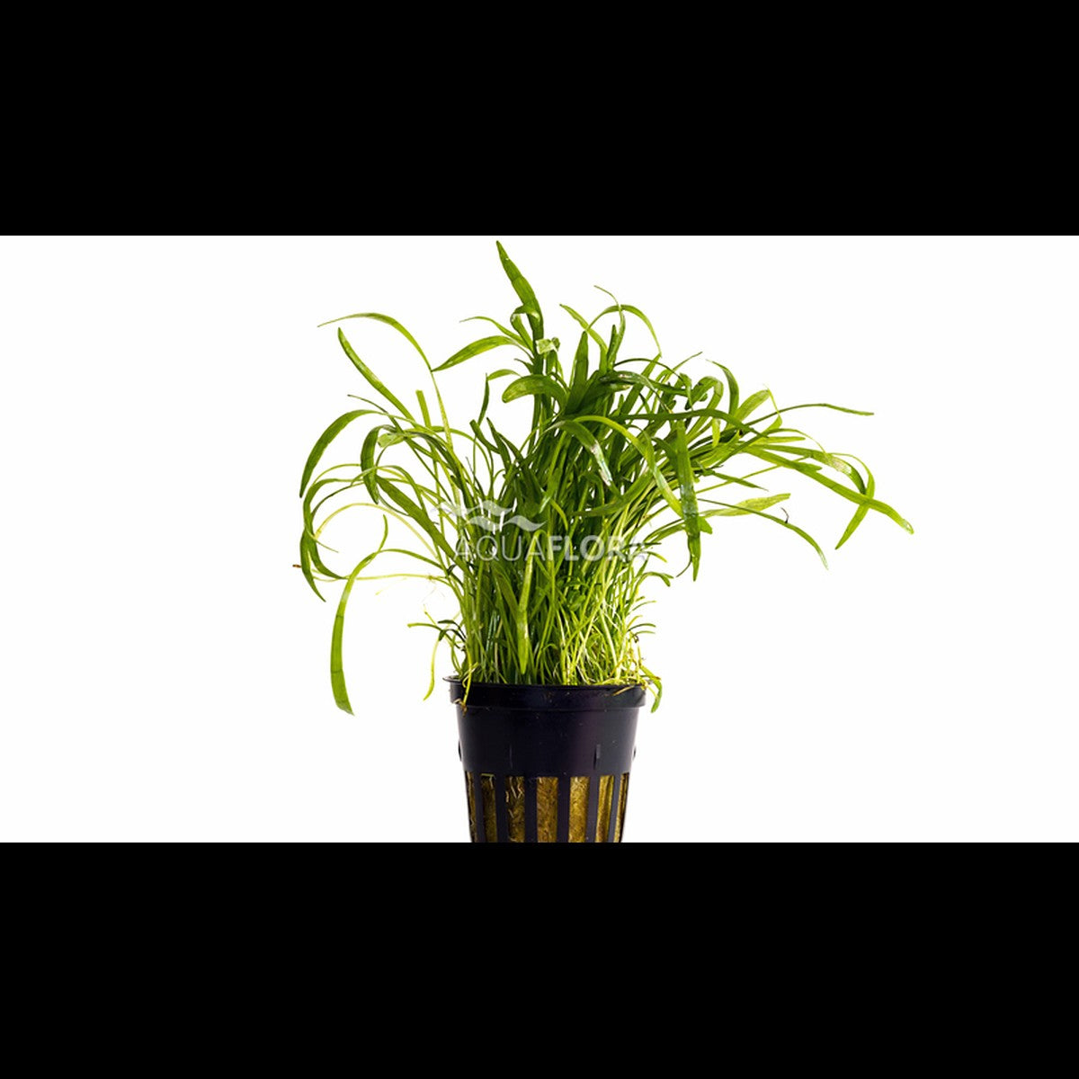 Lilaeopsis novae-zelandiae