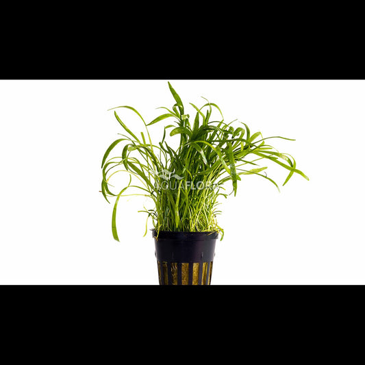 Lilaeopsis novae-zelandiae