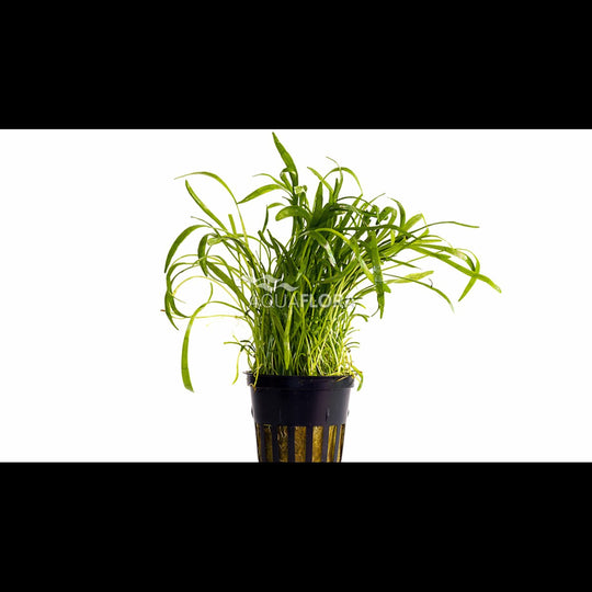 Lilaeopsis novae-zelandiae