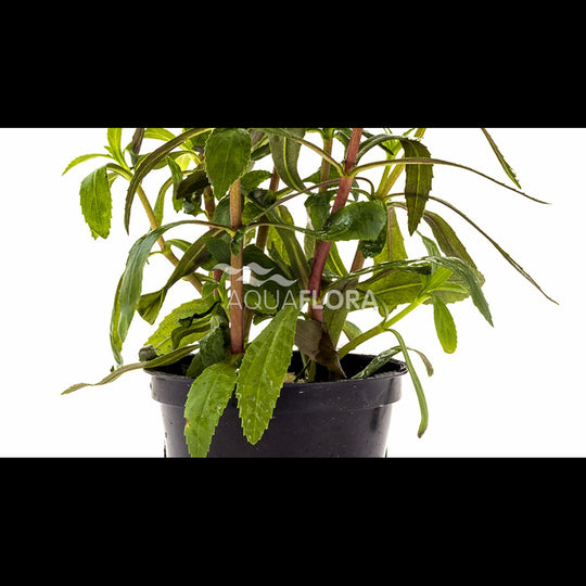 Limnophila aromatica (Limnophile aromatique)