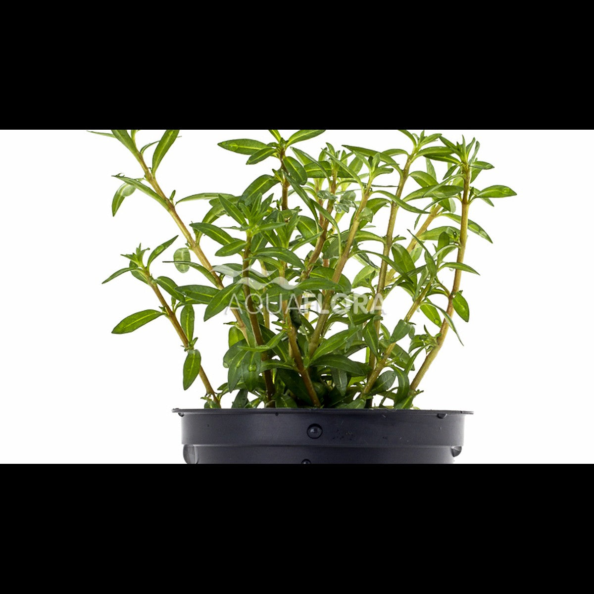 Ludwigia arcuata (Ludwigie)