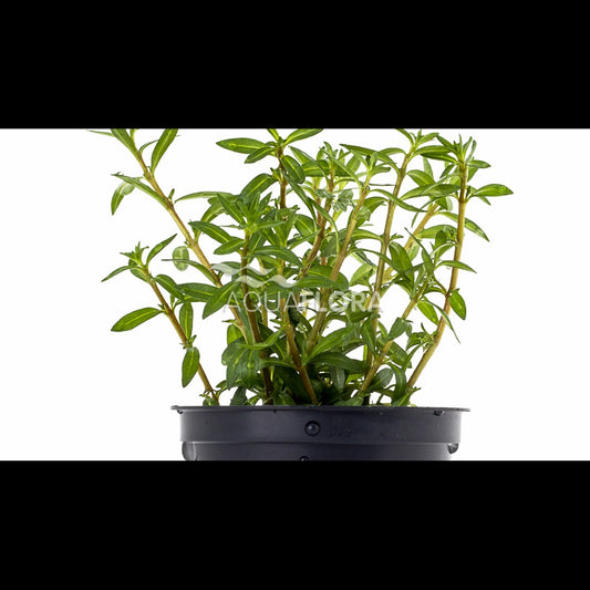 Ludwigia arcuata (Ludwigie)