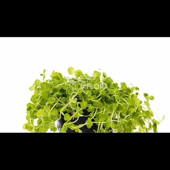 Micranthemum umbrosum