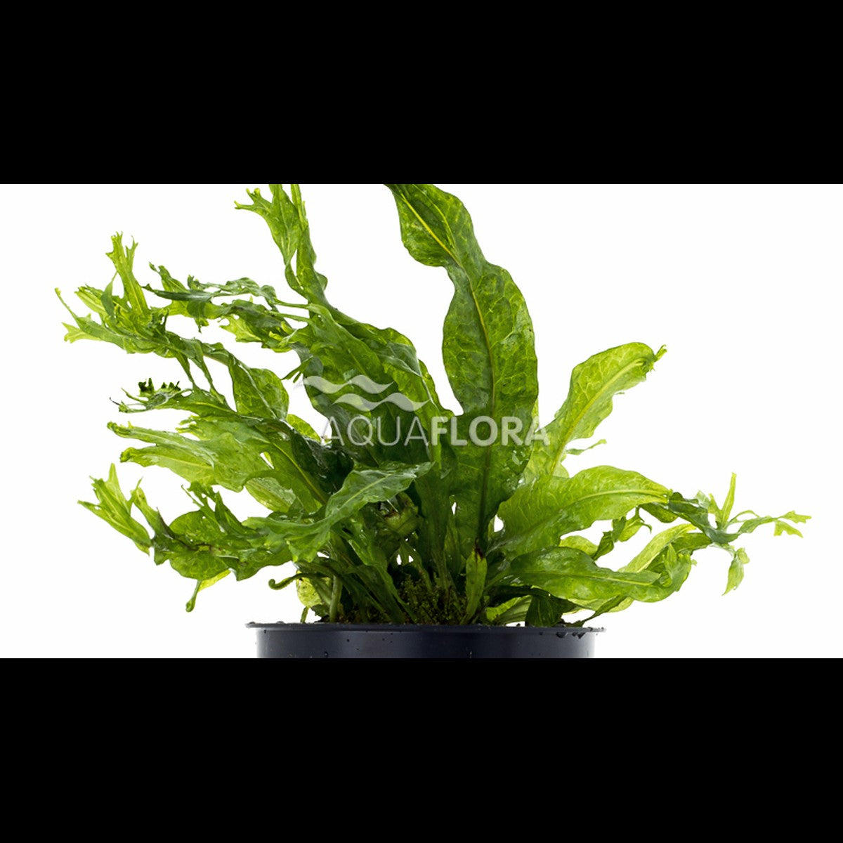 Microsorum pteropus 'Windelov' (Fougère de Java)
