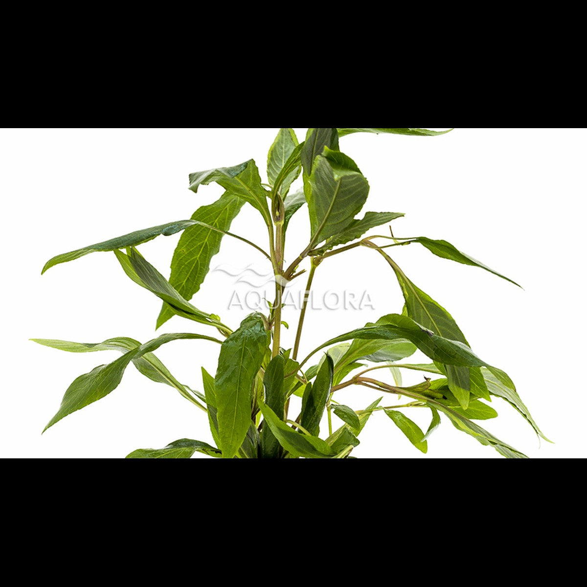 Hygrophila corymbosa 'Angustifolia' (Hygrophile)