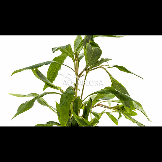Hygrophila corymbosa 'Angustifolia' (Hygrophile)