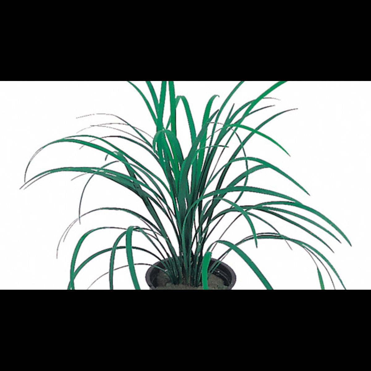 Ophiopogon japonicus (Muguet du Japon)