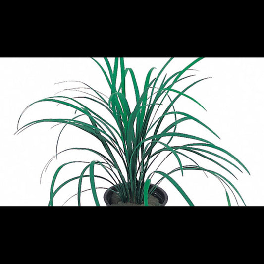 Ophiopogon japonicus (Muguet du Japon)