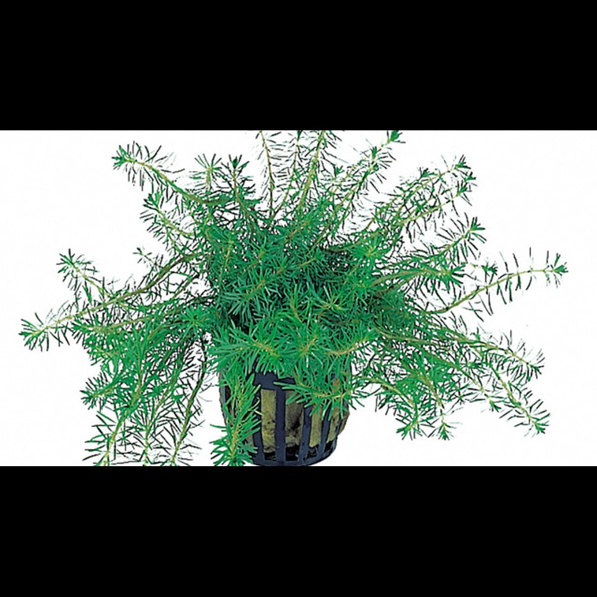 Rotala wallichii