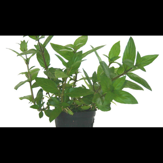 Staurogyne sp.