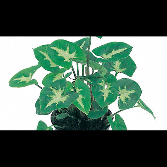 Syngonium 'Pixie'
