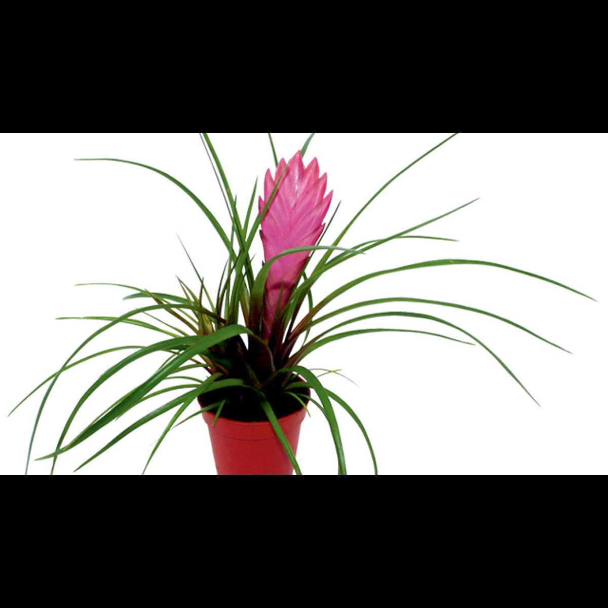 Tillandsia mix (Fille de l'air)