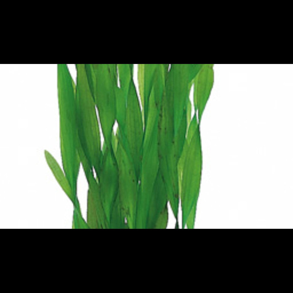 Vallisneria asiatica (Vallisnérie)