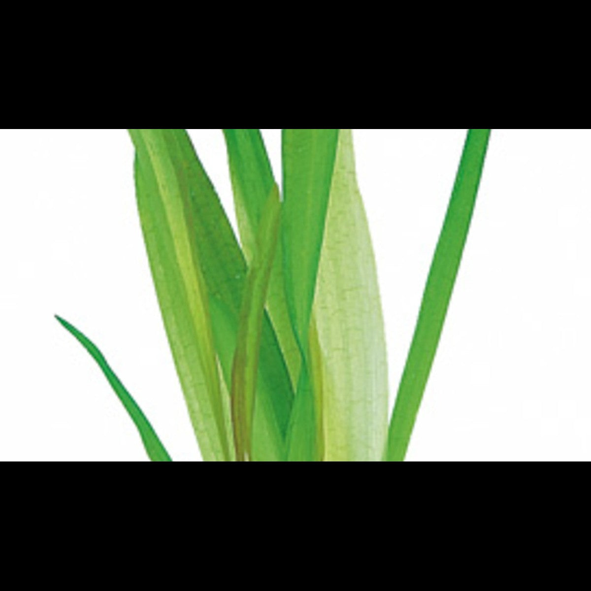 Vallisneria australis (Vallisnérie géante)