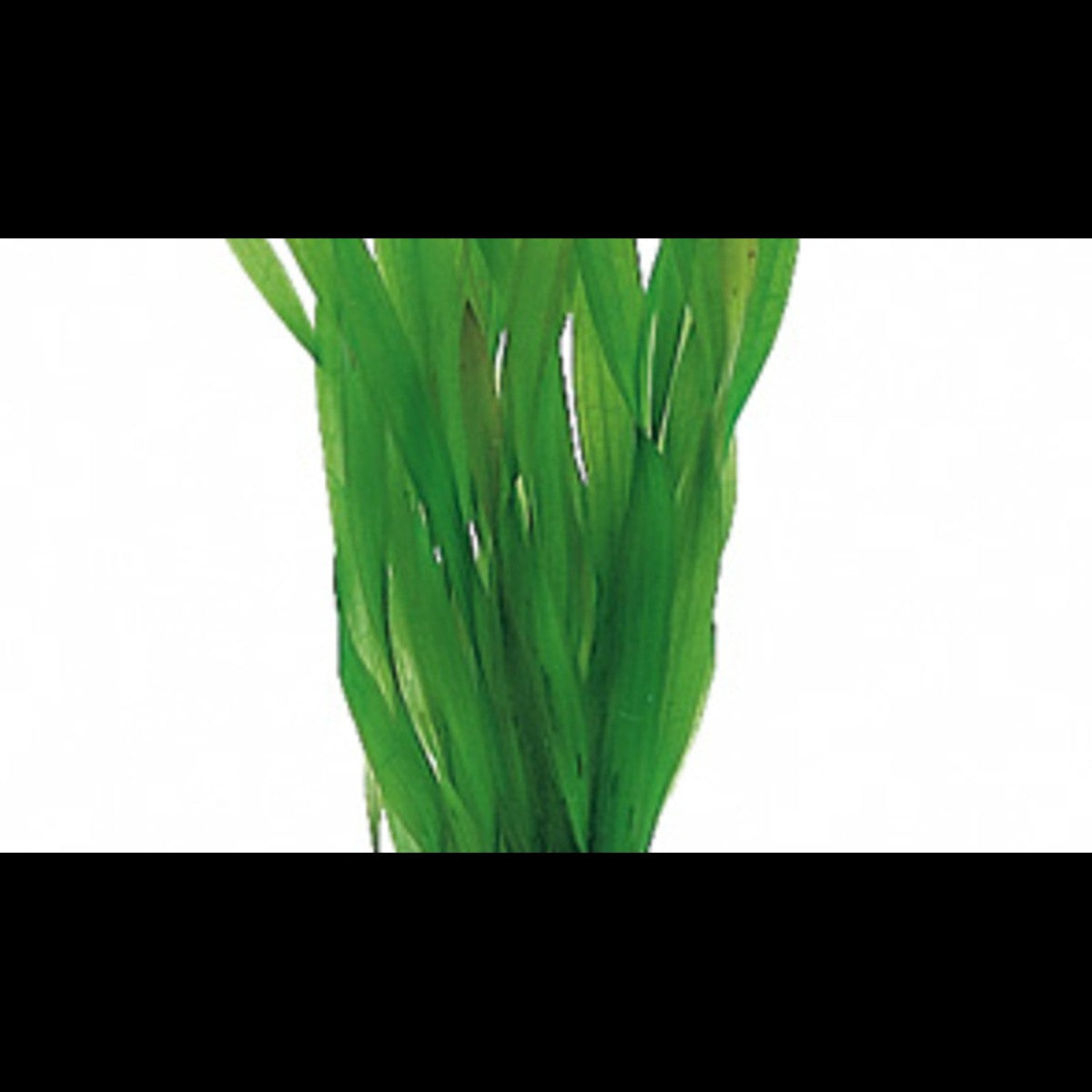 Vallisneria spiralis 'Torta' (Vallisnérie spiralée)
