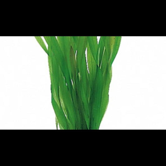 Vallisneria spiralis 'Torta' (Vallisnérie spiralée)