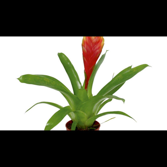 Vriesea mix