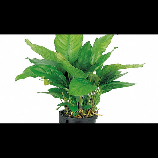 Anubias heterophylla