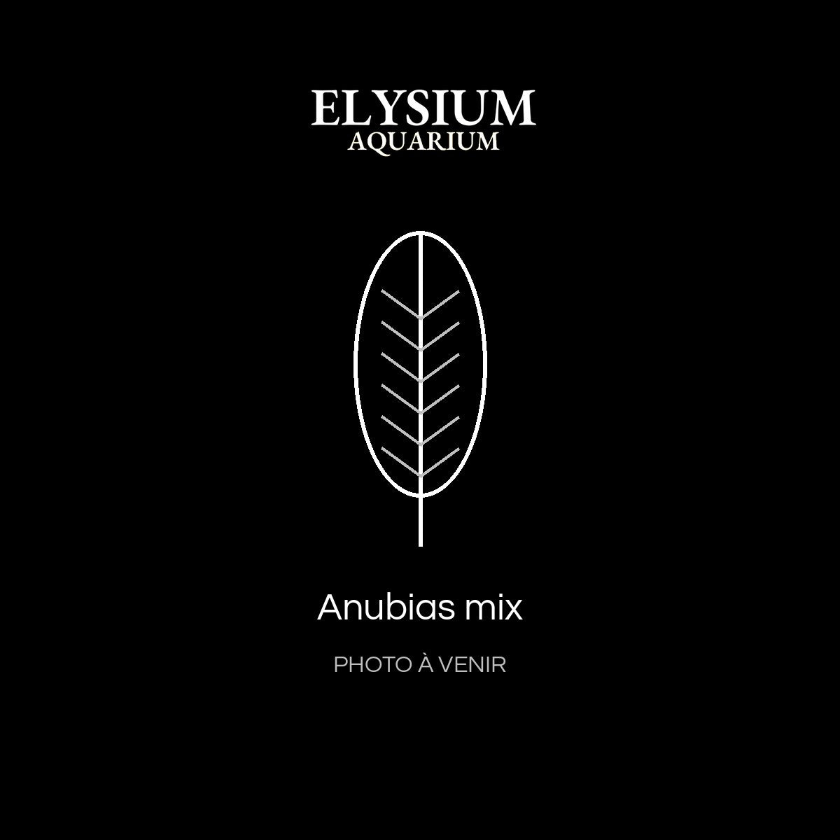 Anubias mix