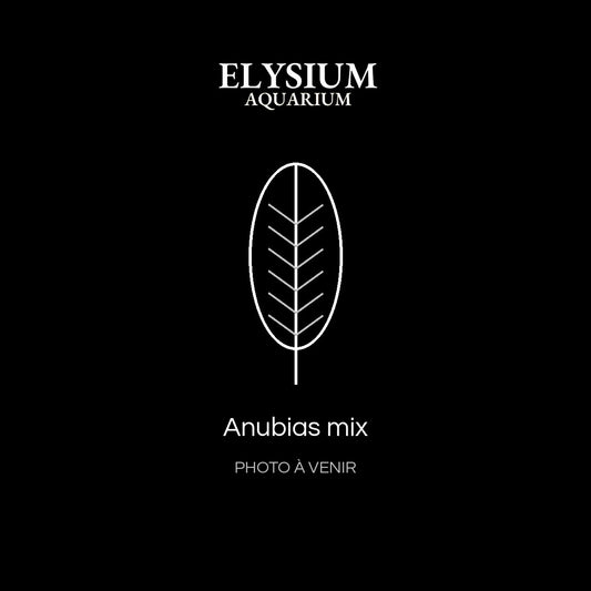 Anubias mix