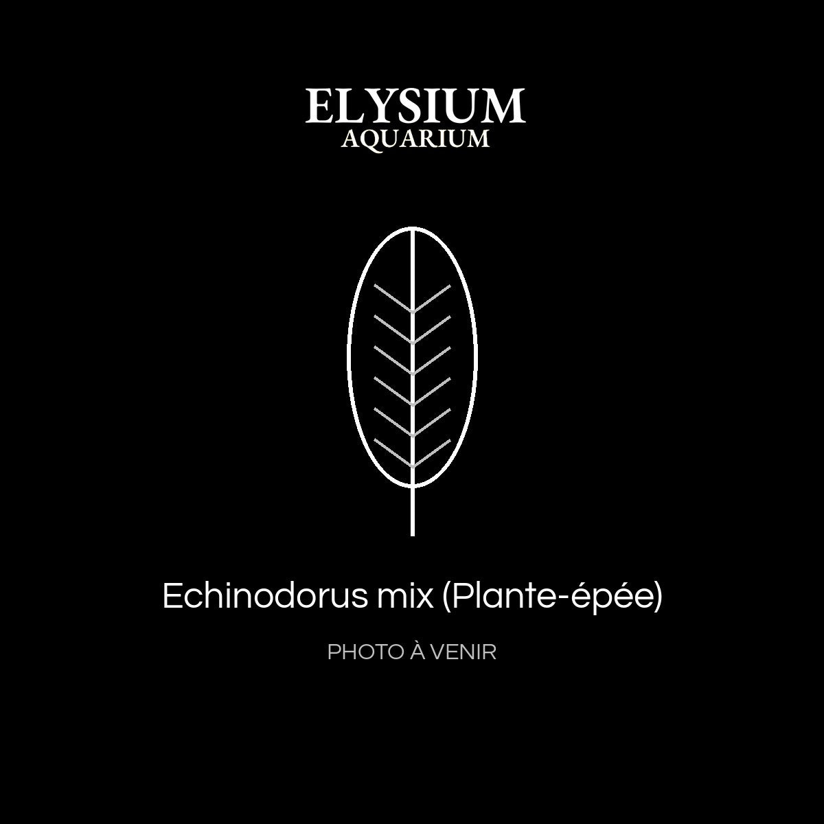 Echinodorus mix (Plante-épée)