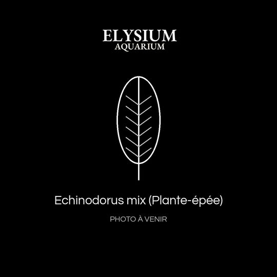 Echinodorus mix (Plante-épée)
