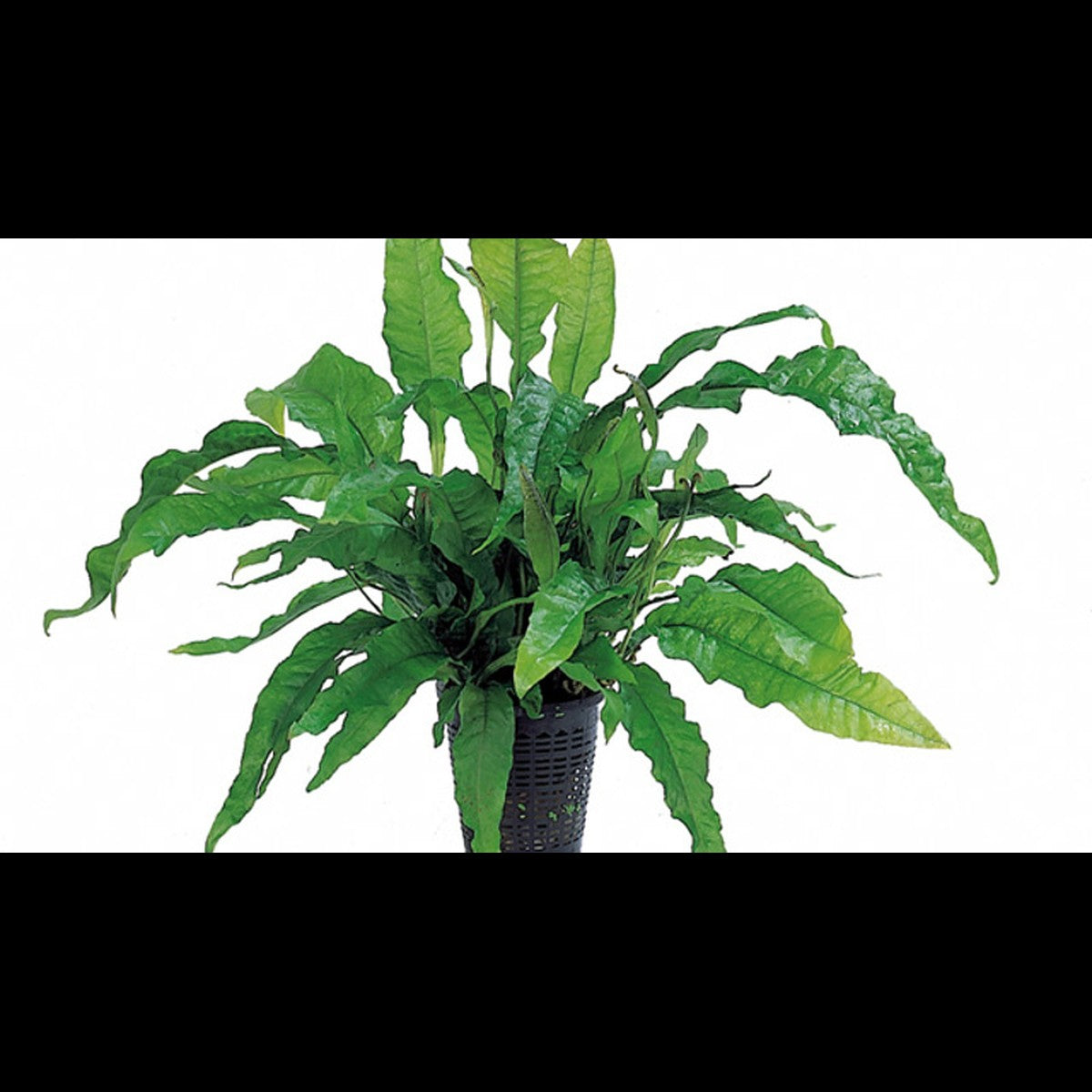 Microsorum pteropus 'Latifolia' (Fougère de Java)