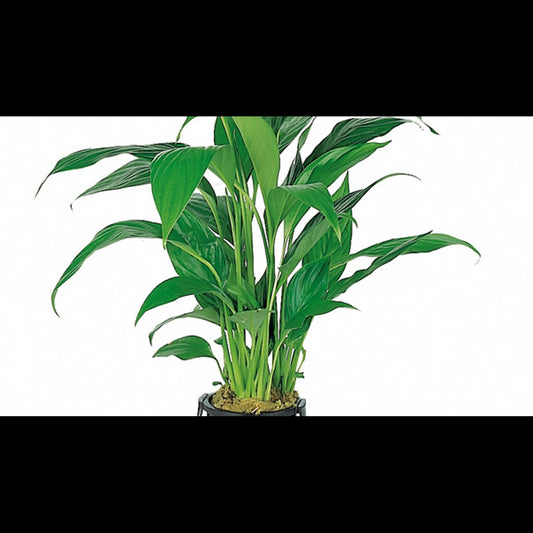 Spathiphyllum wallisii (Fleur de lune)