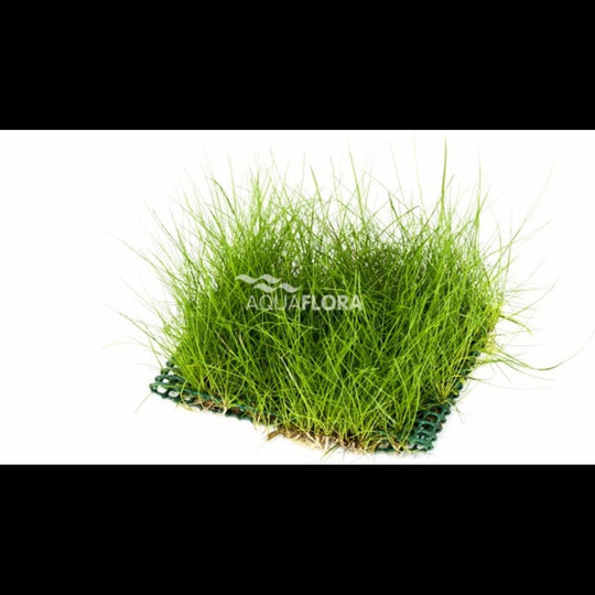 Eleocharis sur tapis 10×15 cm (Éléocharis)