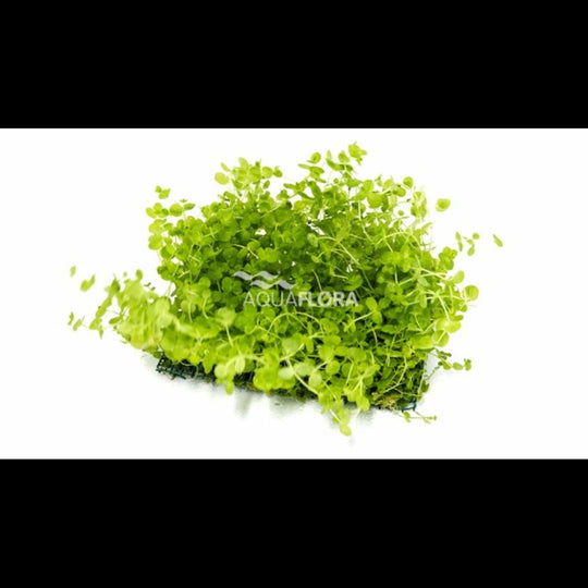 Micranthemum sur tapis 10×15 cm