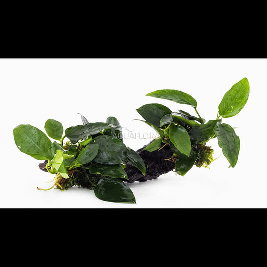 Anubias sur racine M (20-30 cm)