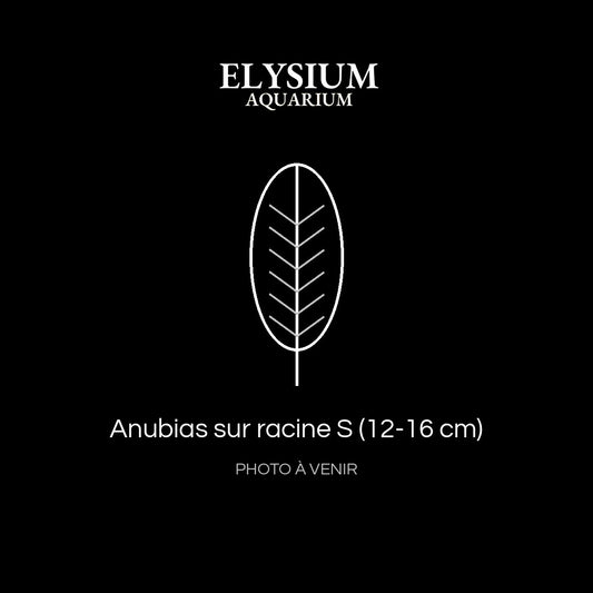 Anubias sur racine S (12-16 cm)