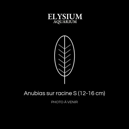 Anubias sur racine S (12-16 cm)