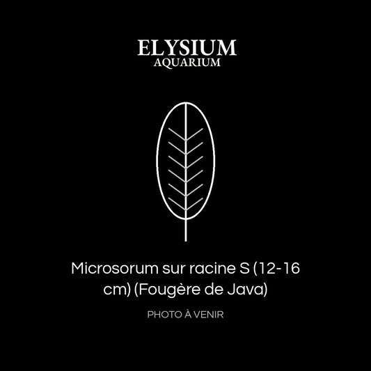 Microsorum sur racine S (12-16 cm) (Fougère de Java)